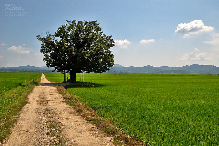 [키노]가로수 그늘을 만나다.jpg